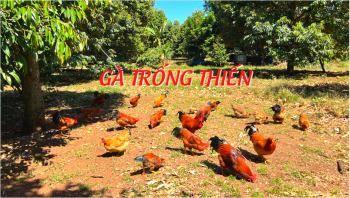 Gà trống thiến - món ăn truyền thống không thể thiếu vào dịp lễ tết