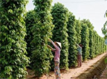 Hội thảo phát triển chuỗi cung ứng tiêu bền vững