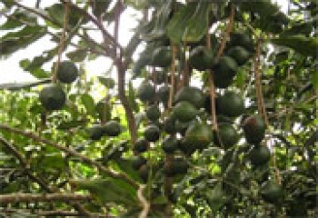 Hướng dẫn tạm thời kỹ thuật nhân giống, trồng, chăm sóc cây mắc ca