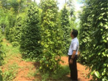 Xử lý hành vi buôn bán phân bón giả, thuốc trừ sâu kém chất lượng