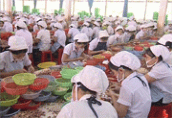 Giá cao su và điều tăng mạnh, giá hạt tiêu giảm sâu