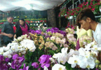 Tối 23/1 khai mạc Hội hoa xuân Đinh Dậu 2017