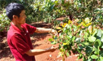 Dự báo năng suất điều năm nay thấp