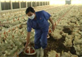 Chăn nuôi công nghiệp, quy mô lớn có chiều hướng phát triển