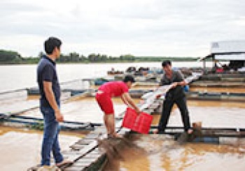 Thị trường nông, lâm, thủy sản từ ngày 28/6 - 14/7