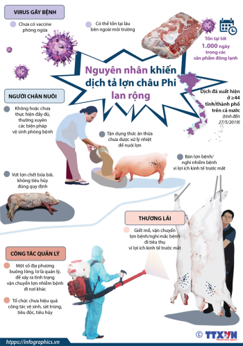 Nguyên nhân khiến dịch tả lợn châu Phi lan rộng