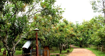 Tình hình trồng trọt trên địa bàn tỉnh tháng 5/2019