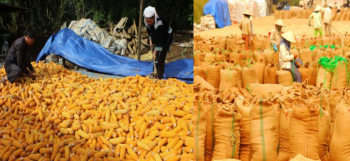 Giá cà phê, cao su, ngô tăng đáng kể