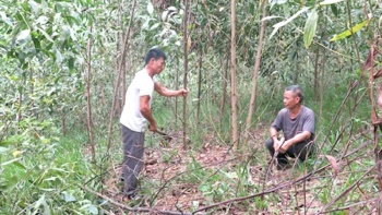 Bộ NN&PTNT khuyến cáo phòng chống bệnh chết héo cây keo