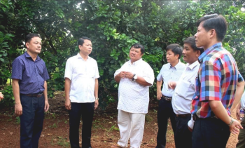 Hỗ trợ phát triển hợp tác xã nông nghiệp tại các xã phấn đấu về đích nông thôn mới