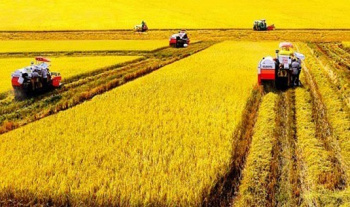 Điều kiện chuyển mục đích sử dụng đất nông nghiệp để thực hiện dự án thí điểm