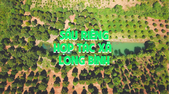 Hợp tác xã sầu riêng Long Bình hướng đến cấp mã số vùng trồng, xuất khẩu chính ngạch