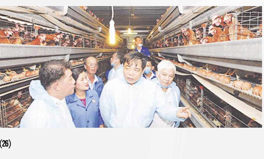 Hung Nhon Chicken Broiler Farm