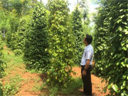 Xử lý hành vi buôn bán phân bón giả, thuốc trừ sâu kém chất lượng
