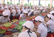 Giá cao su và điều tăng mạnh, giá hạt tiêu giảm sâu