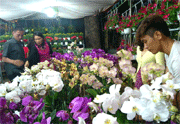 Tối 23/1 khai mạc Hội hoa xuân Đinh Dậu 2017
