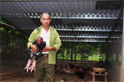 Lão nông mê gà Đông Tảo