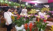 Khai mạc Hội hoa xuân thị xã Đồng Xoài