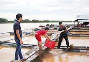 Thị trường nông, lâm, thủy sản từ ngày 28/6 - 14/7