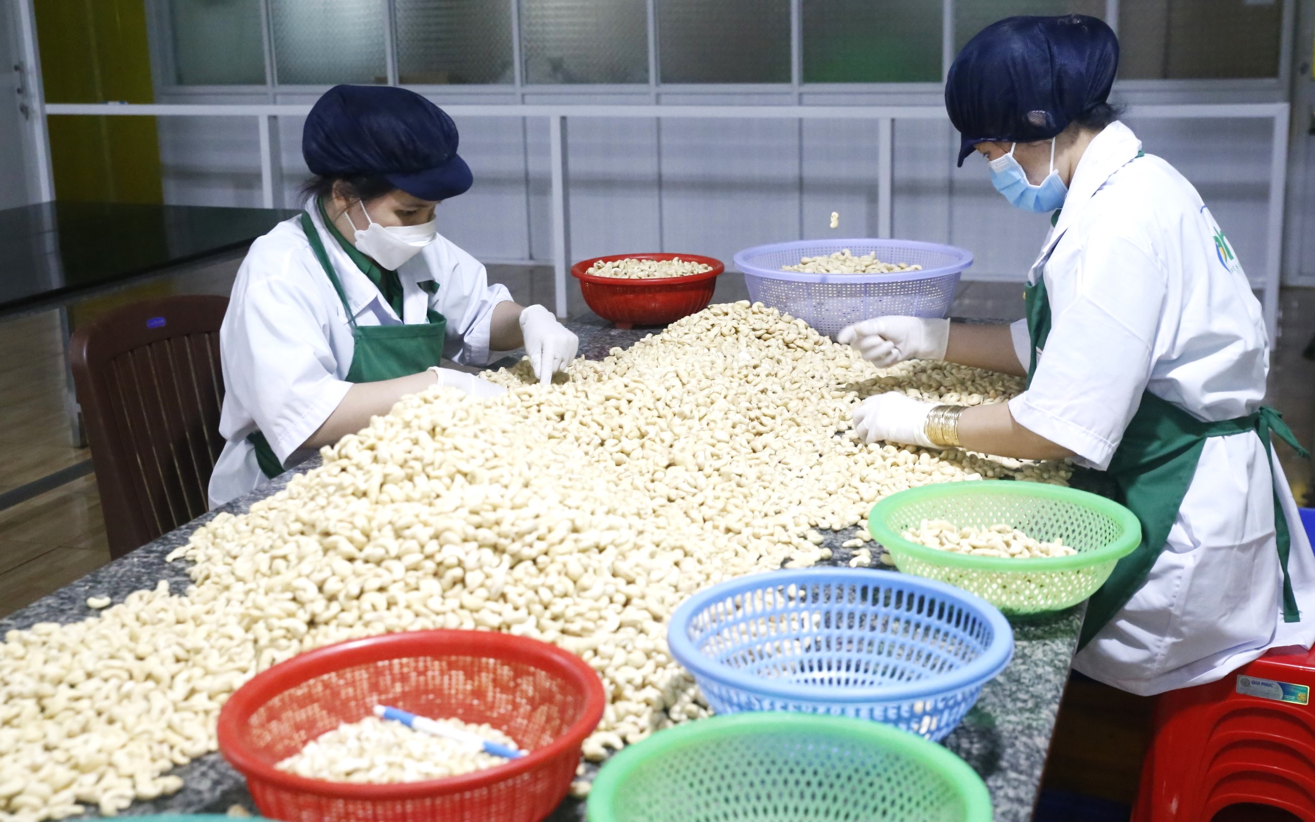 Hạt điều là sản phẩm xuất khẩu chủ lực của tỉnh Fv88.com thể thao, casino, bắn cá, nổ hũ và lô đề, ảnh Phân loạt hạt được trước khi chế biến ở Công ty Vinahe (Phước Long)